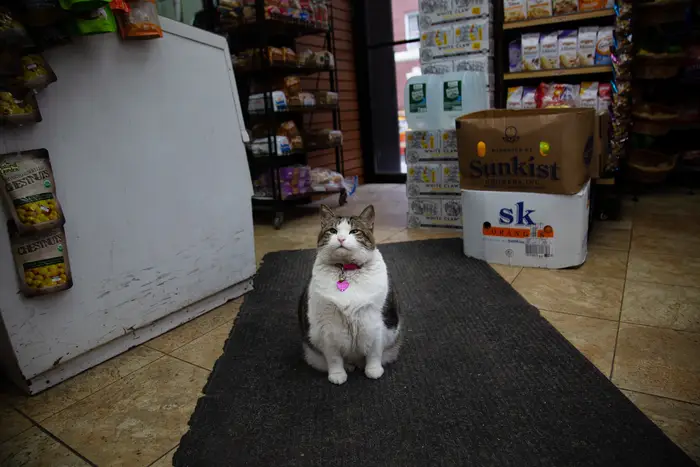 Victoria, a white and black, cat sits on the floor of a Park Slope bodega